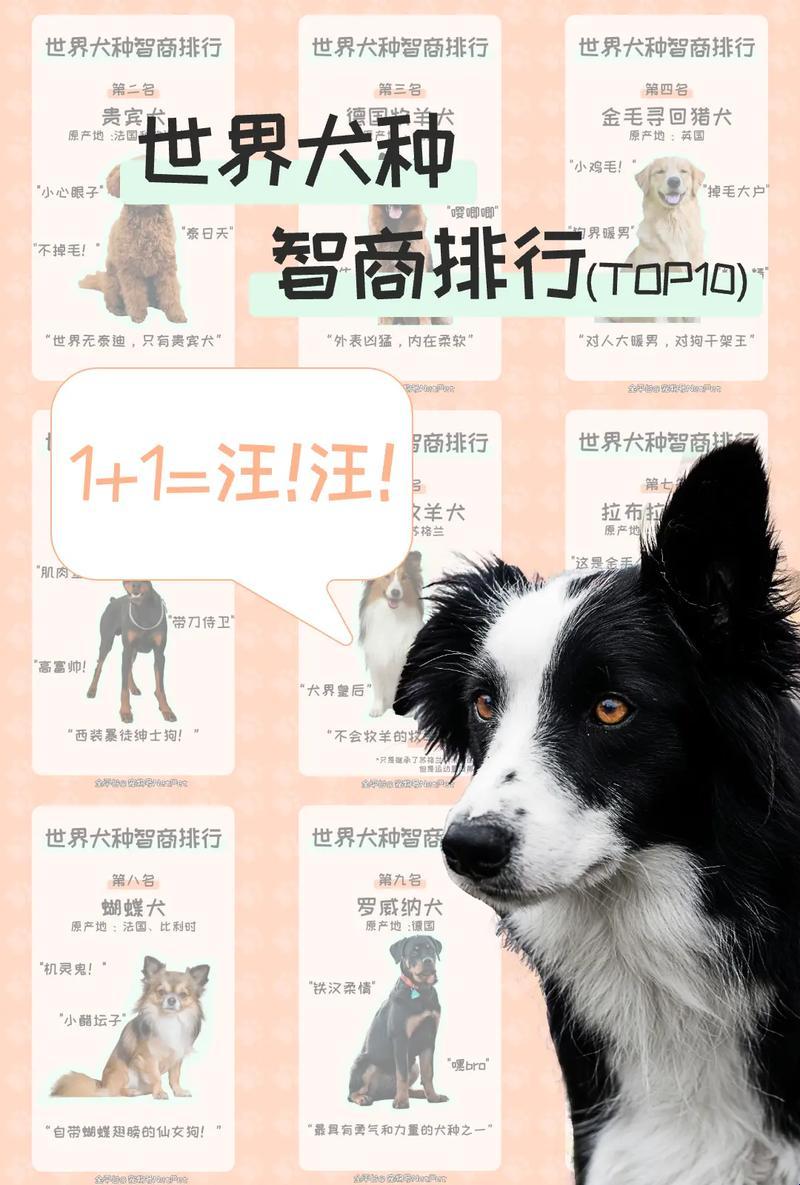 《犬界风云：十大犬种领衔"科技新潮流"》