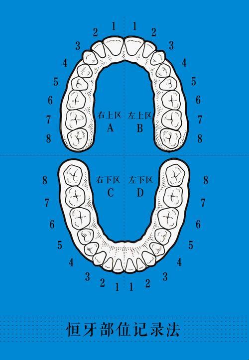 牙位记录法1234，揭秘口腔的秘密地图