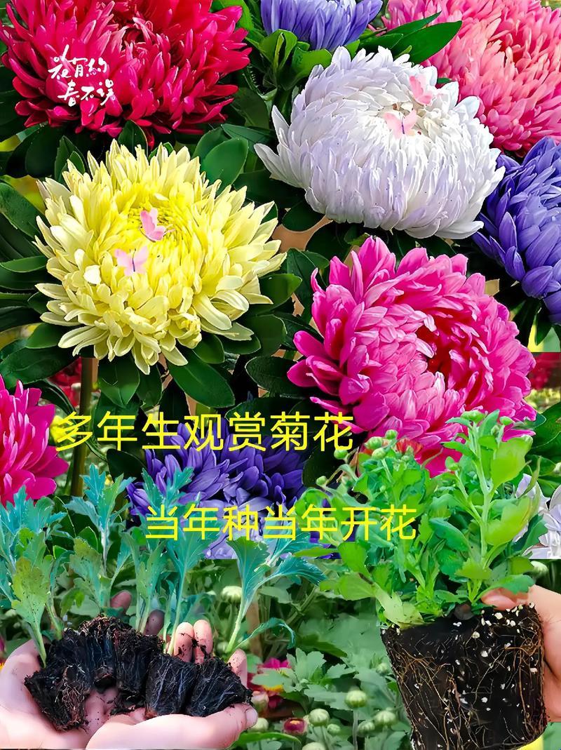 “哎呦，这菊花茶的威力，简直让我想换个肾！”