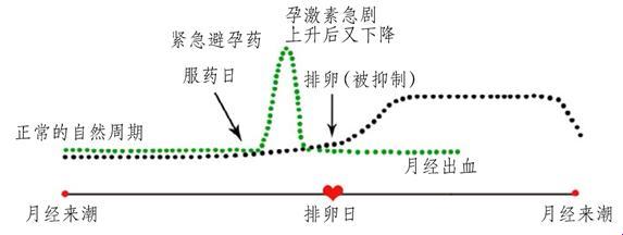 “魔力小药丸”避孕药的奇妙原理探秘