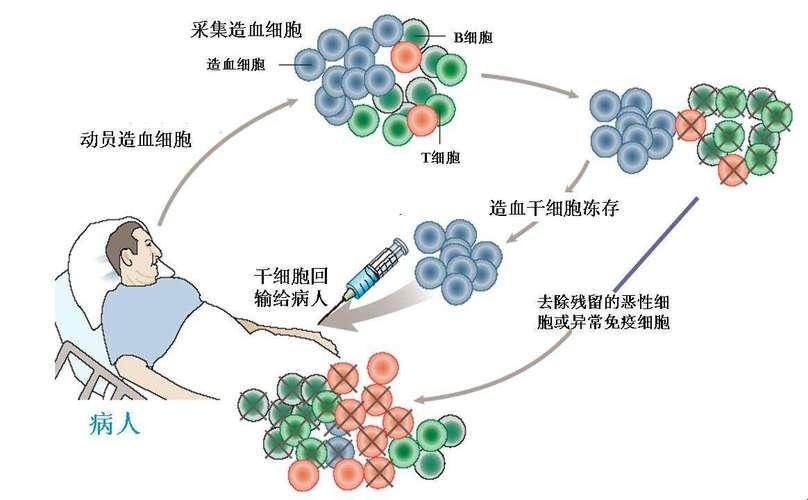 “鸡血”干细胞移植乱炖：一场嬉笑怒骂的生命奇遇