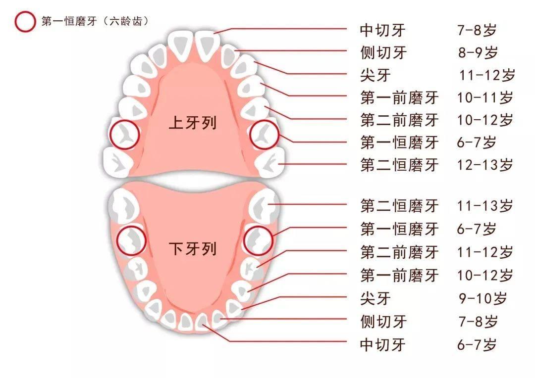 “漏网之鱼”还是“第六牙”？笑谈那些关于牙齿的诡异知识