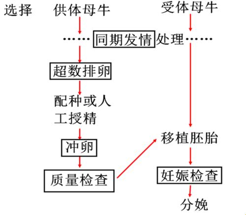 胚胎移植“戏法”：揭秘生命科学的“魔术”环节