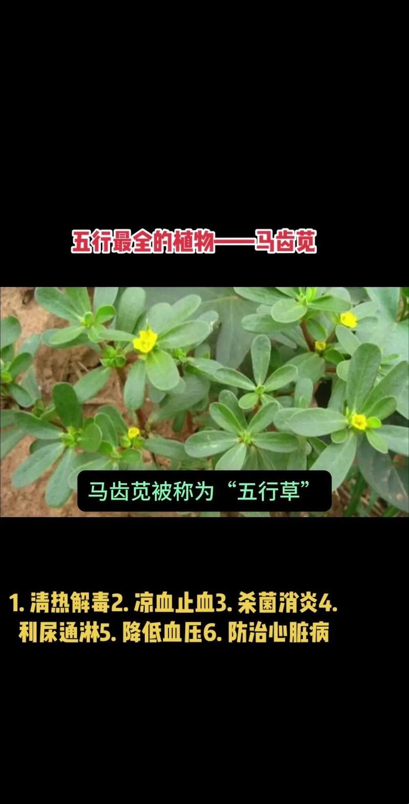 马齿苋，妇科病患的“神仙草”？笑谈！