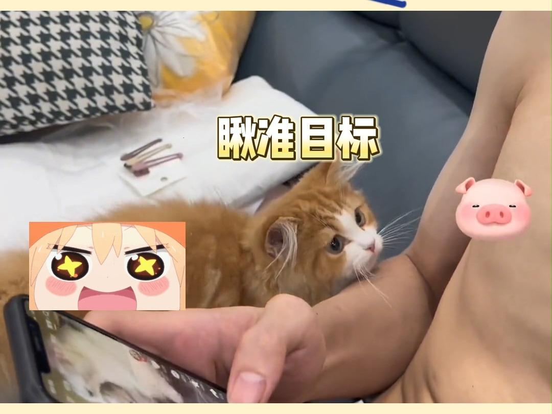 肩上奶猫，大师兄的“负担”变成“萌点”