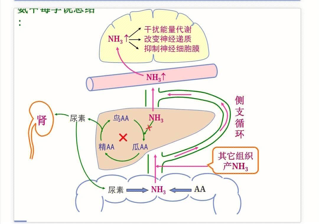 肝性脑病频繁来袭，寿命几何？自嘲一番话，笑谈人生