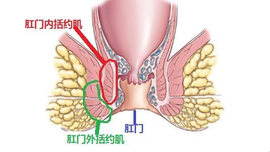 “菊”部松弛，笑谈何方神圣？