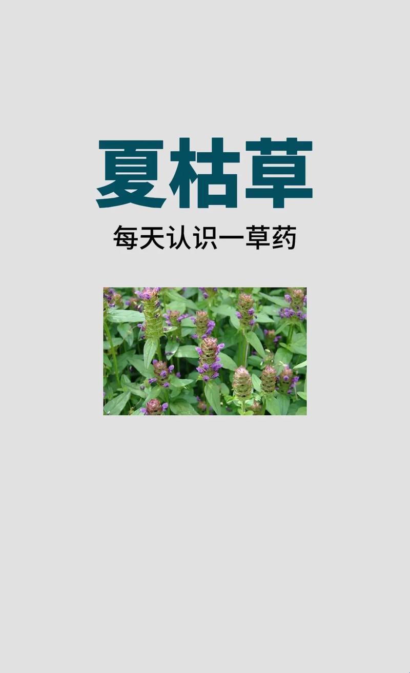 夏枯草配“神马”，效果翻倍“笑哈哈”