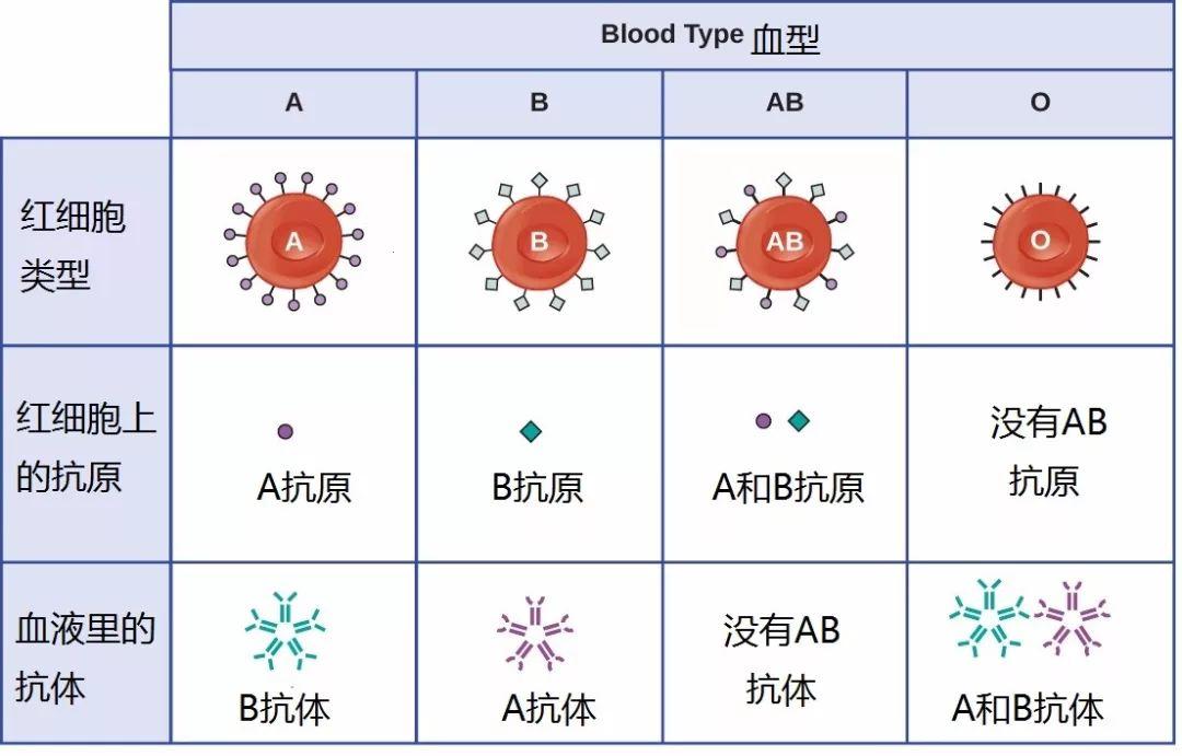 A型血：槽点满满，却是爱意泛滥的“小天使”