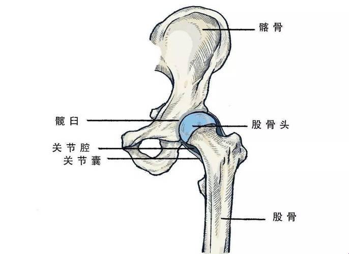 《髋之角落，灵魂画师的鬼马图谱》