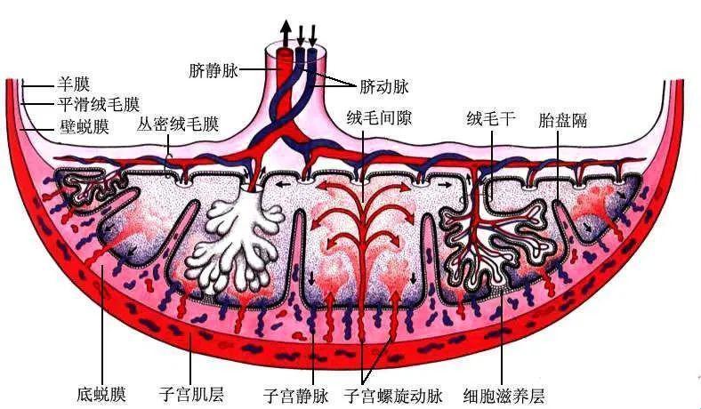 胎盘局陷破解攻略：笑谈补天术