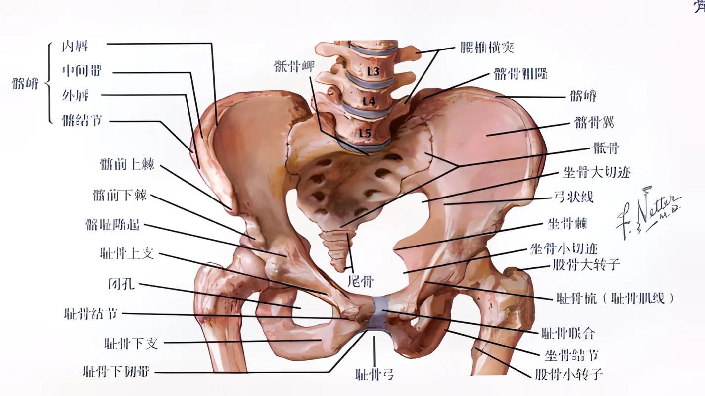 骨骼与人，一场不分手的“恋爱”