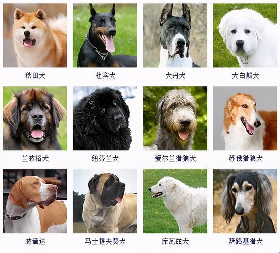 犬界风云：探秘女性热衷的十大犬种