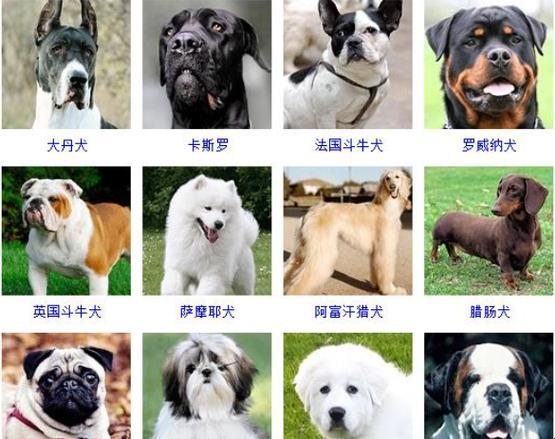 犬界风云：探秘女性热衷的十大犬种