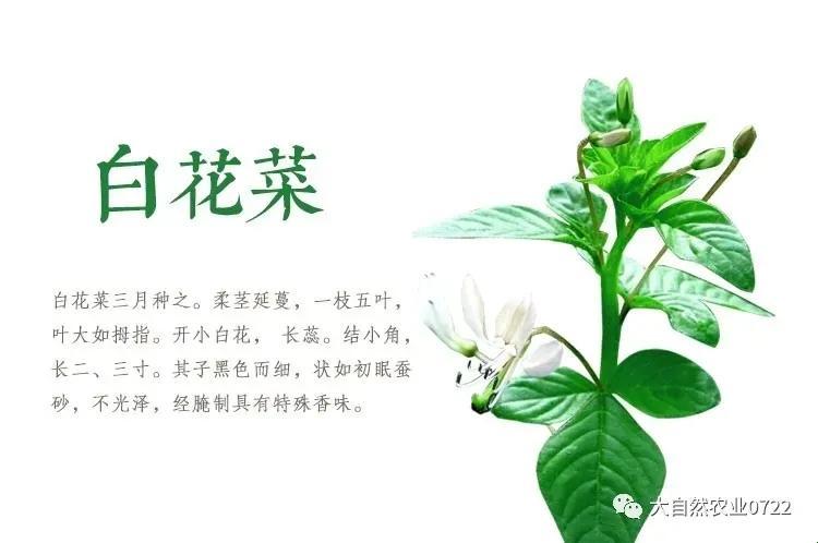 白花菜的绿色魔法：肝宝贝的守护神