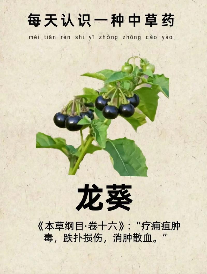 “龙葵草”：妙手偶得“奇草”，主治百态人生