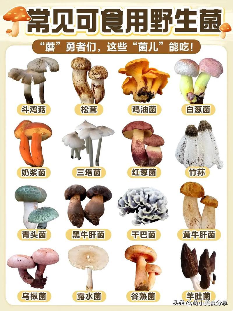 “菌界王者”驾到！笑谈营养价值之最