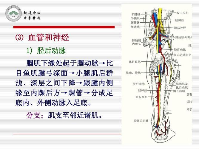 胫后动脉搏动，位置何在？搞笑揭秘！