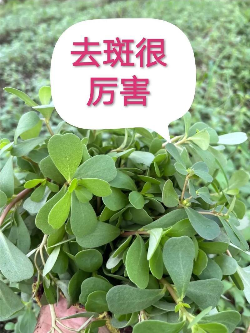 马齿苋，神奇植物祛斑记