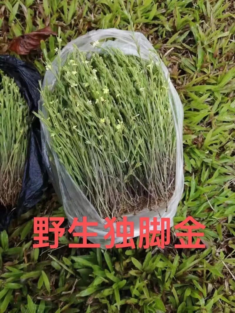 独脚金奇妙物语：金鸡独立的奥秘