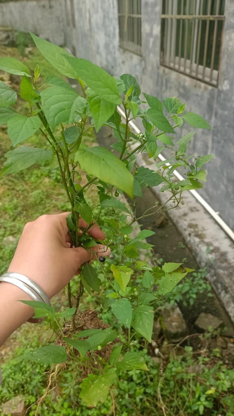 白花菜的别名趣谈：意外的幽默与粗狂