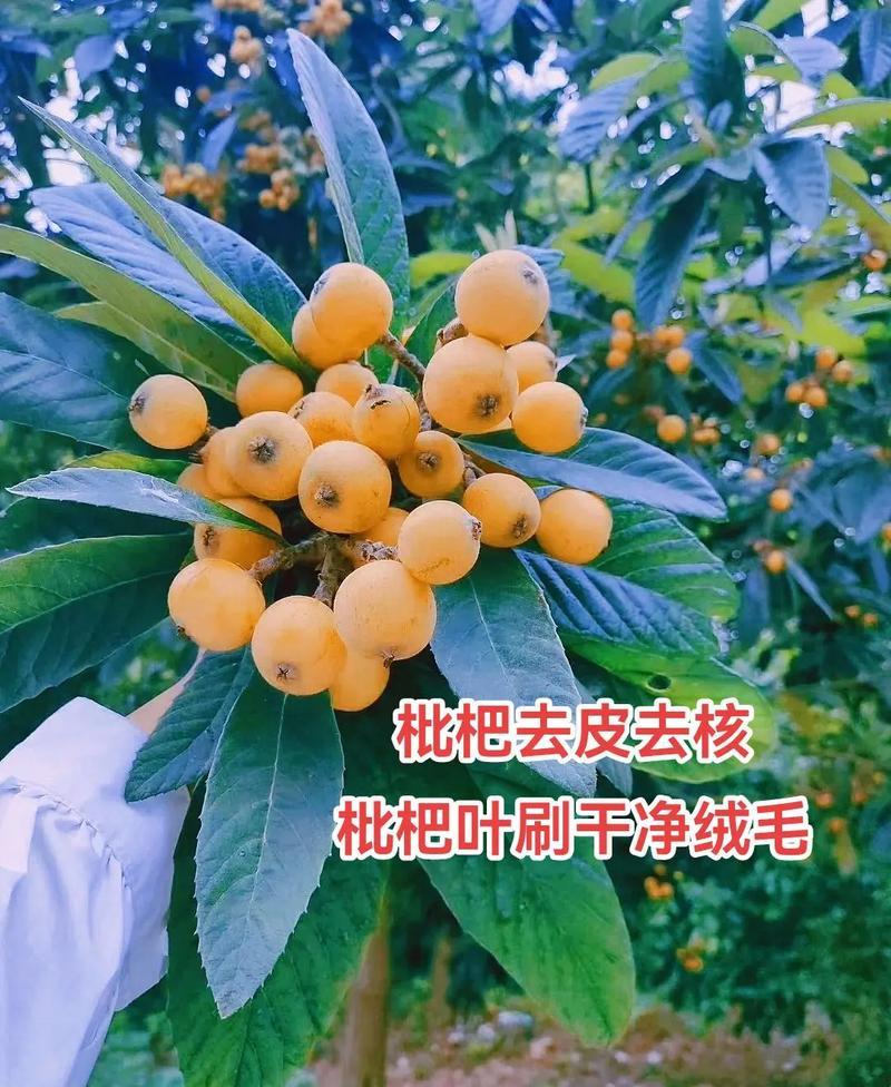 枇杷叶里熬出的乐章：粗犷中的甜蜜