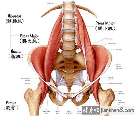 “腰间宝藏”：探寻髂肌的秘密基地！