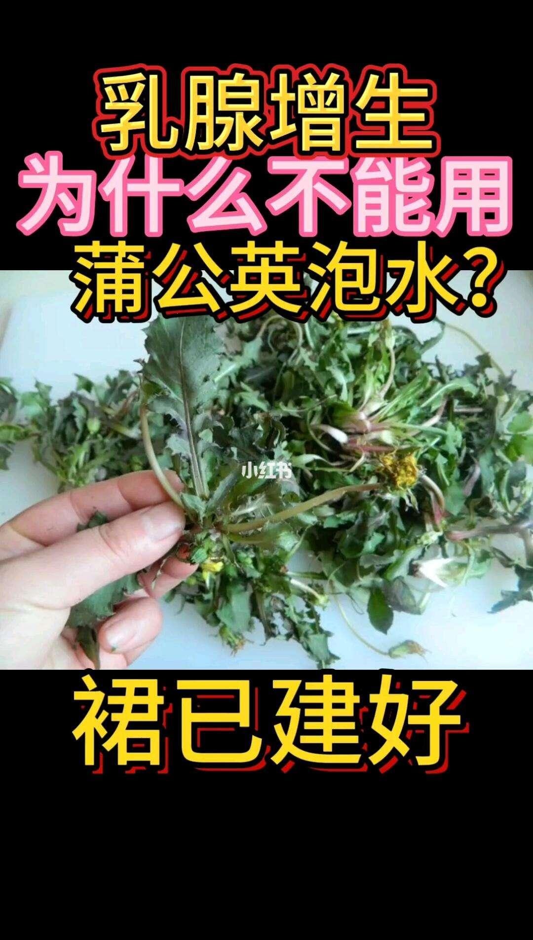 “蒲公英饮法”大揭秘：这不是草，这是仙丹！