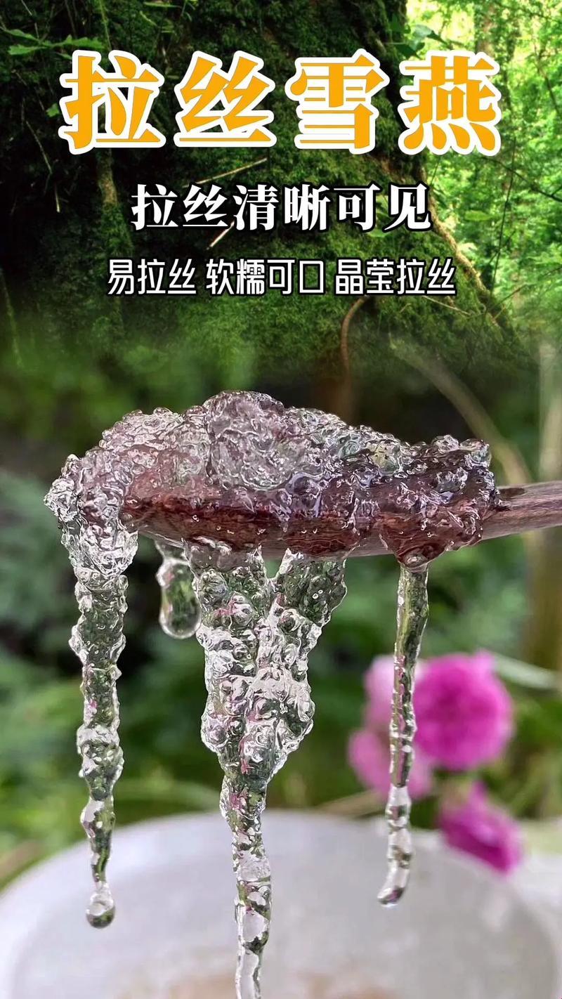 雪燕泡发久，毒性知多少？