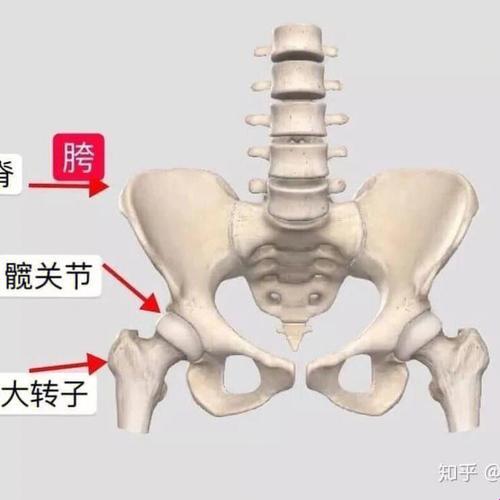 髋关节在位，幽默还是讽刺？