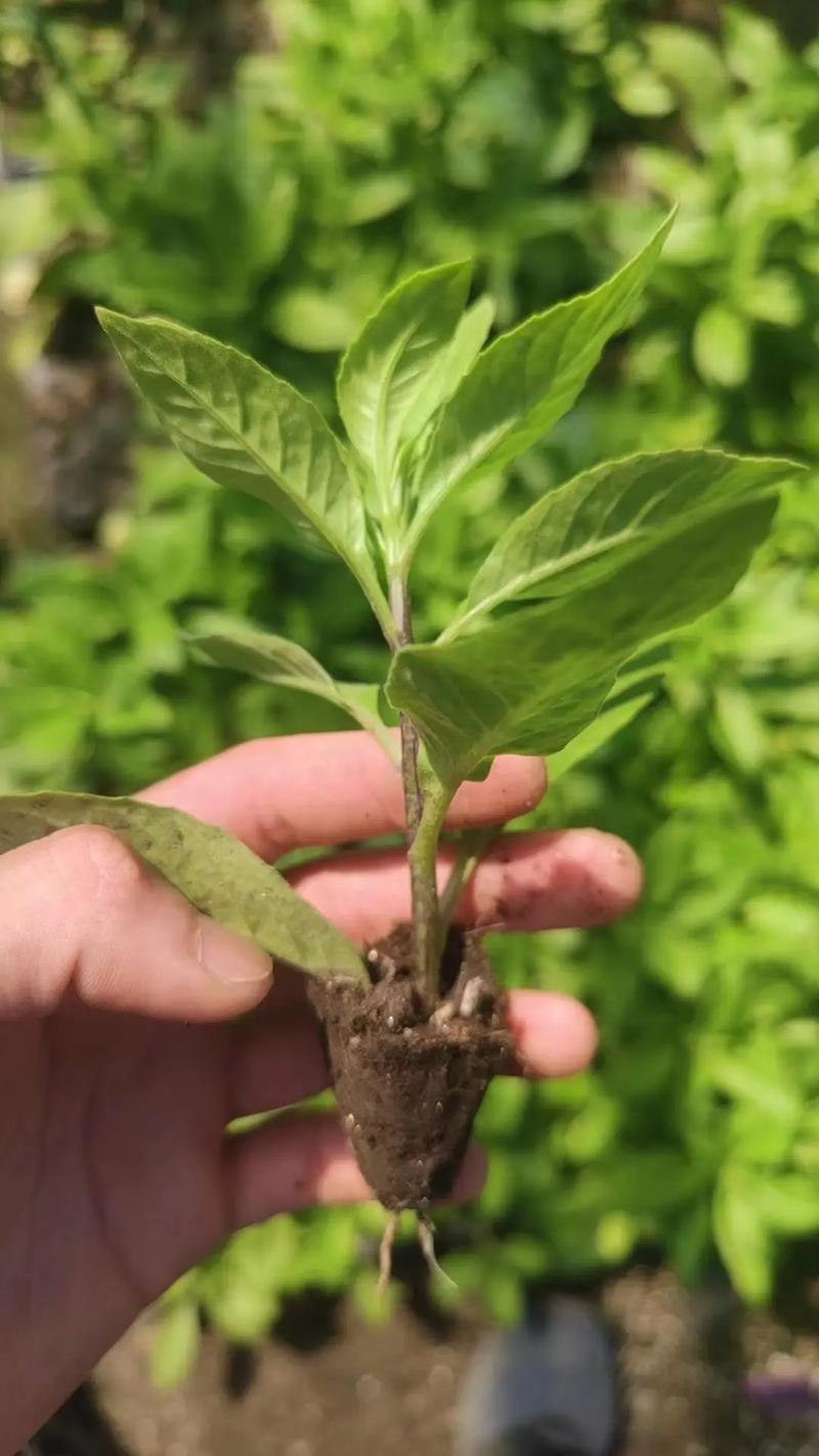 金鸡草传奇：荒诞功效，乐此不疲