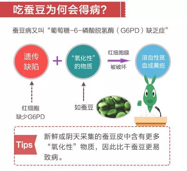 蚕豆病“侵袭”，大人世界也难逃一劫？