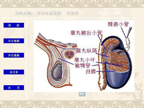 蛋谈：笑看男子汉的宝贝