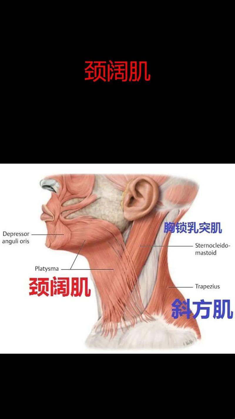 脖界争霸赛：颈阔肌与胸锁乳突肌的地理位置争夺战