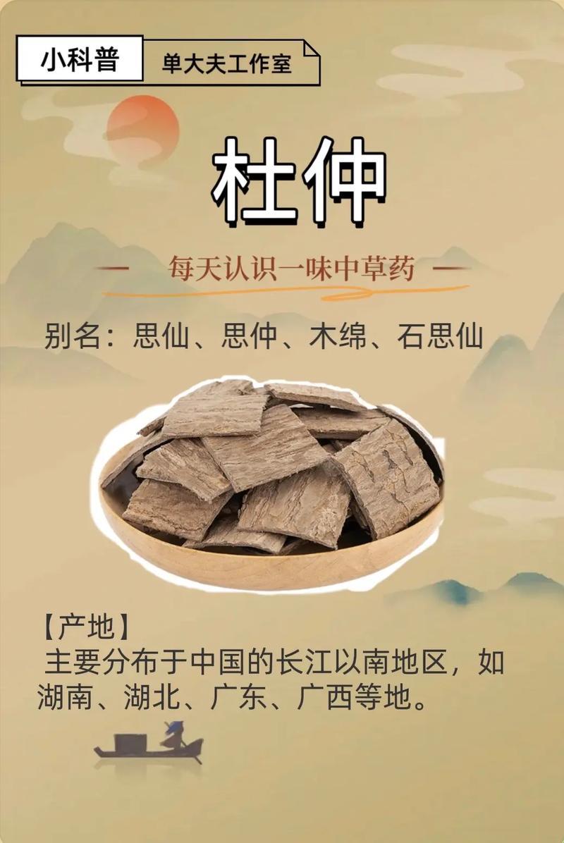 杜仲“搭班子”补肾传奇：笑谈“硬核”伙伴