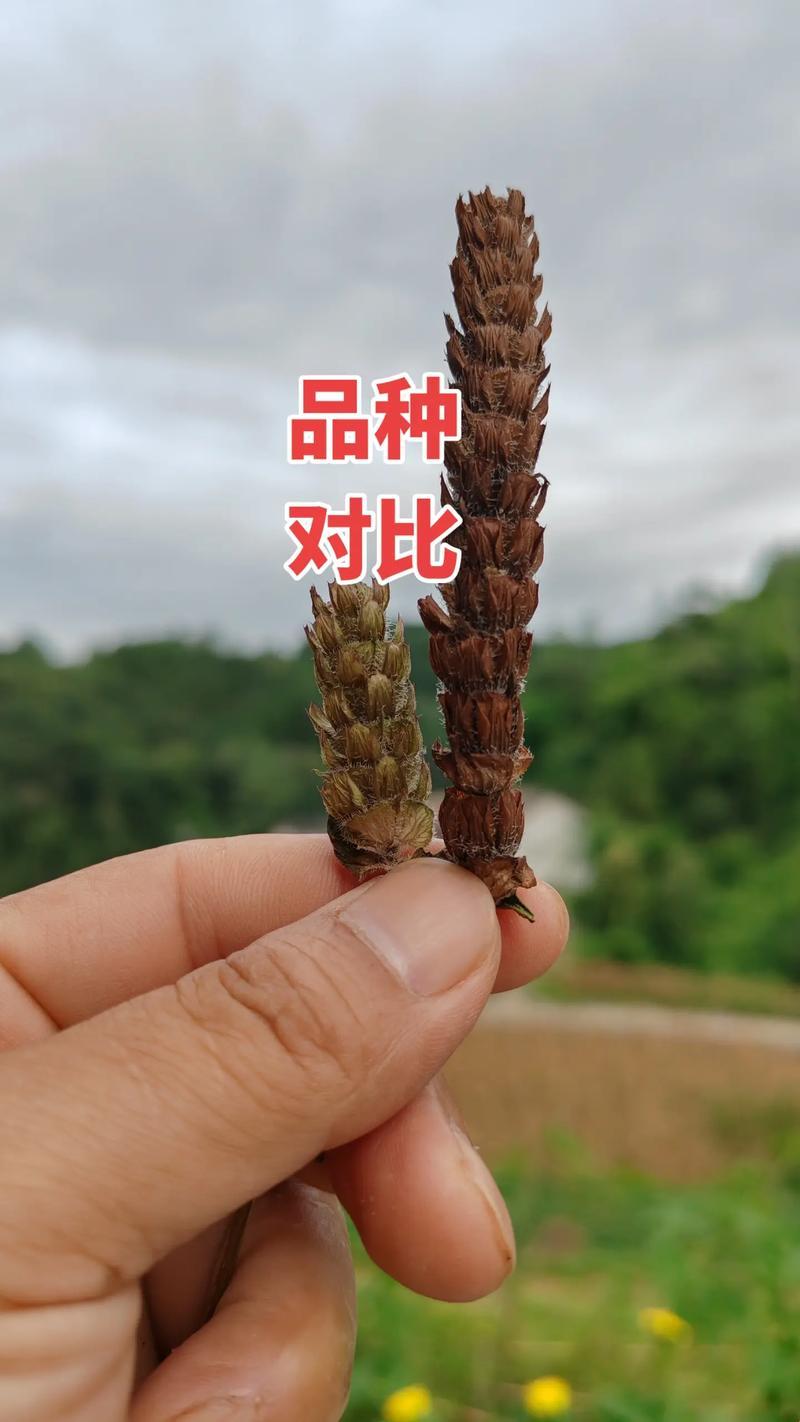 夏枯草与夏枯球，神效对决！这区别，大了去了！