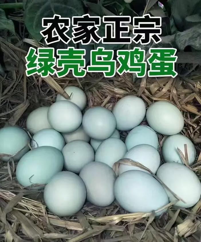 “乌鸡”蛋，宝贵的不只是壳儿！