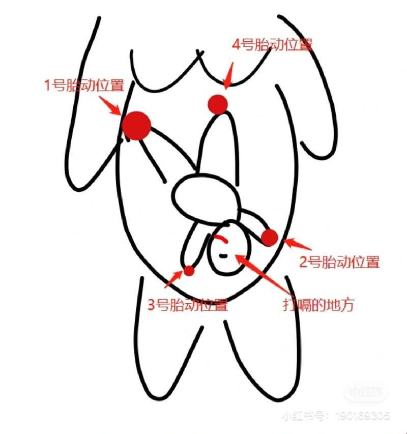 孕晚期头位下腹也动？这不是逗我吗！