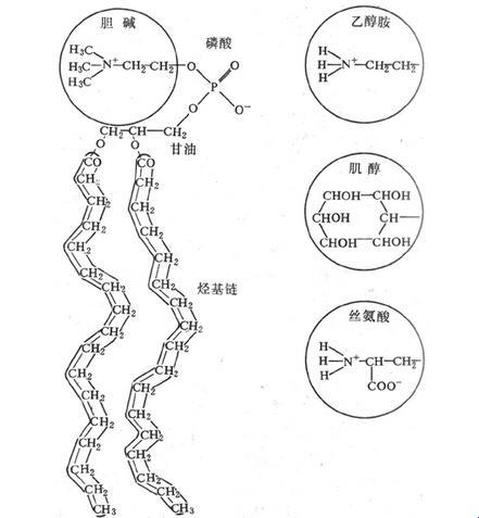 “神经鞘磷脂”这玩意的组成，我都搞不清自己在说什么