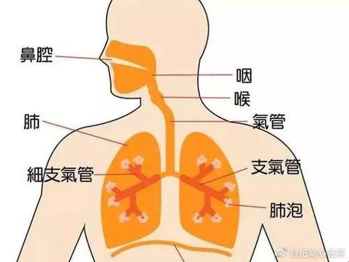 咽喉闹剧与支气管的悲喜剧：一场误会的深度演绎