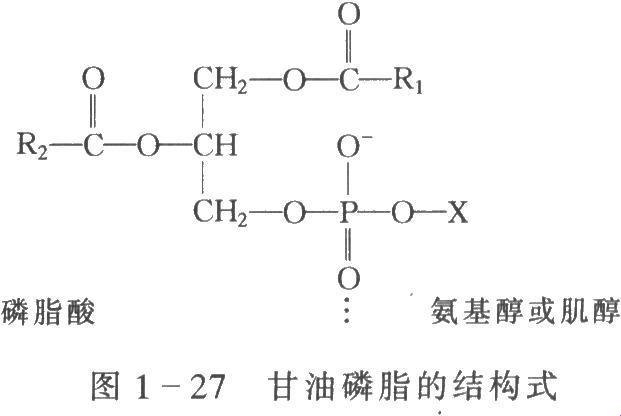 心磷脂的甘油之旅：一只“小蜜”引发的血案