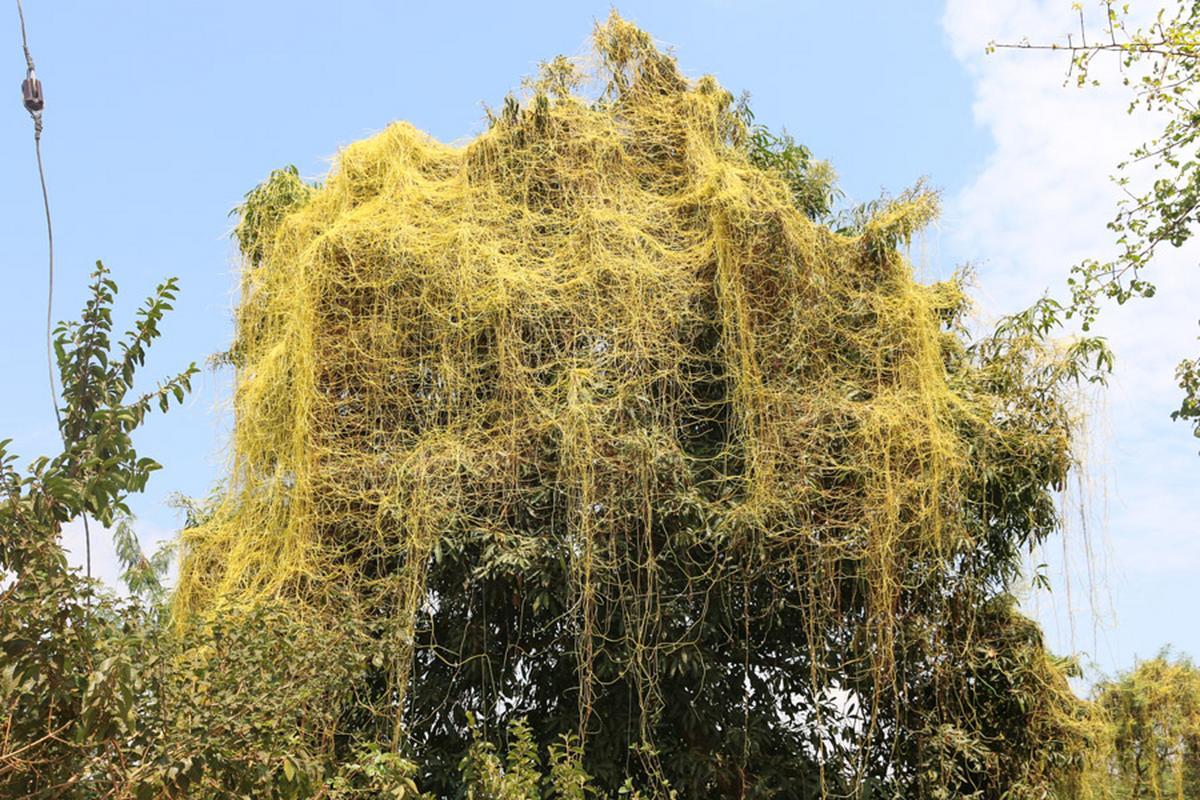 菟丝子“绑架”植物界的那些事儿