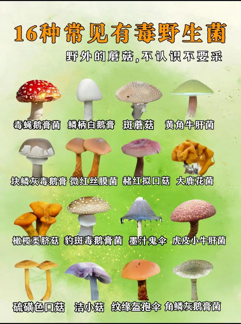 “毒菇”搭配大揭秘：笑谈相克中毒的诡异世界