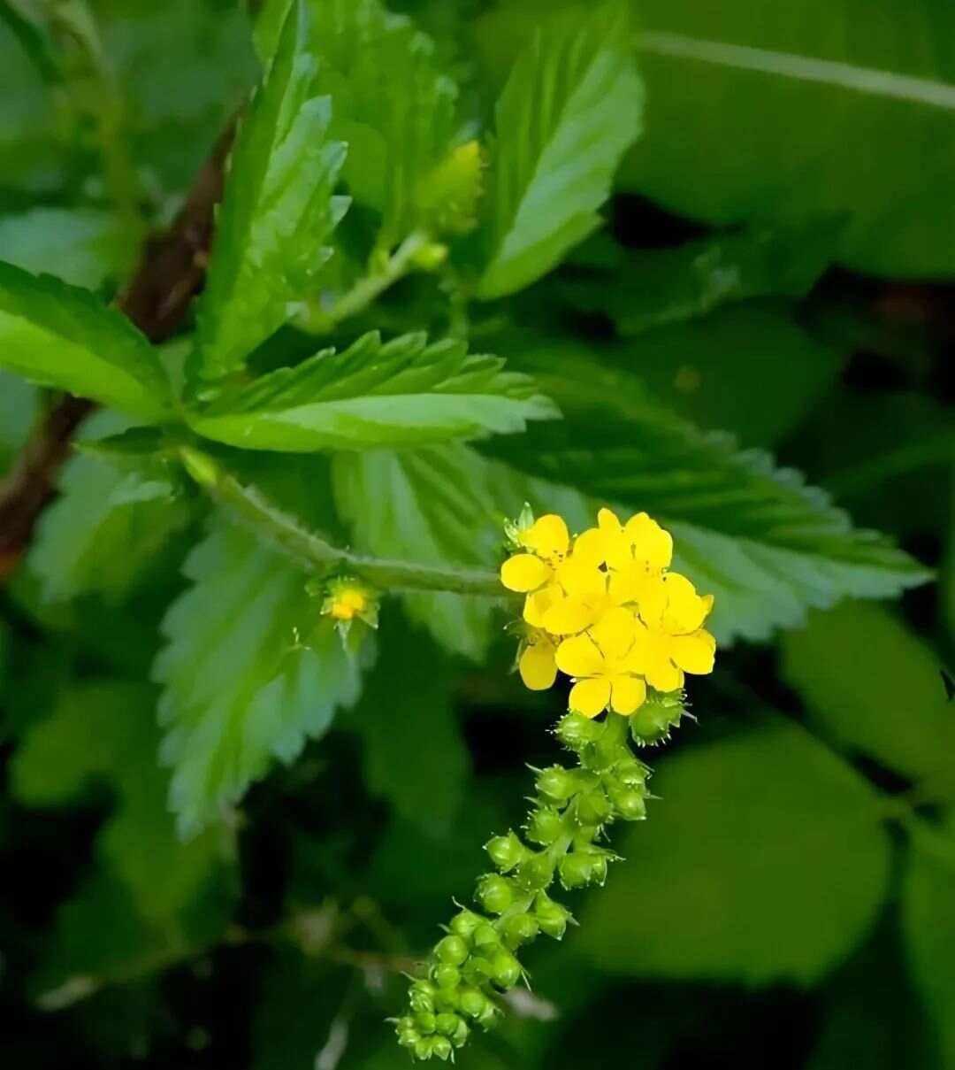 “仙鹤草”：笑谈草中仙