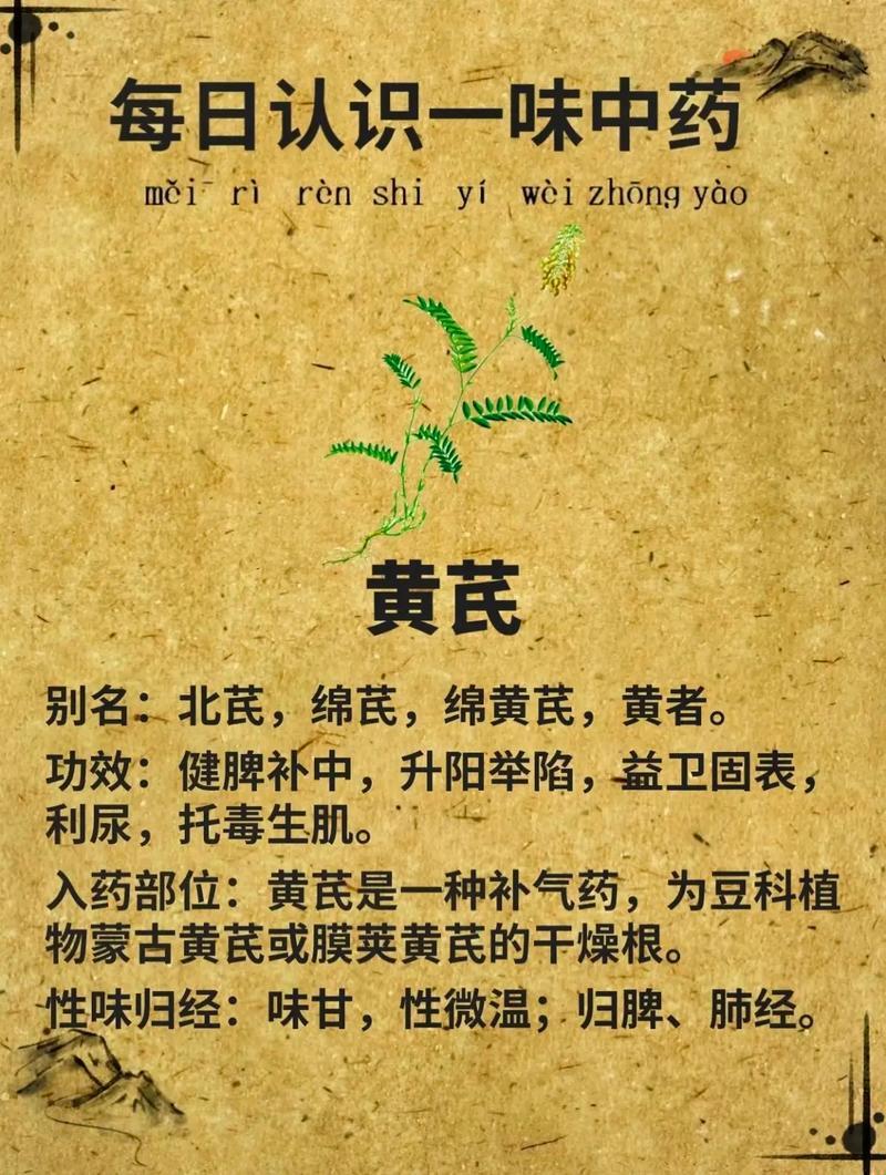 咋舌黄芪，荒诞归经探奇效