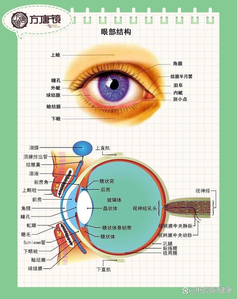 眼球那些诡异零件的诡异名字，笑死你！