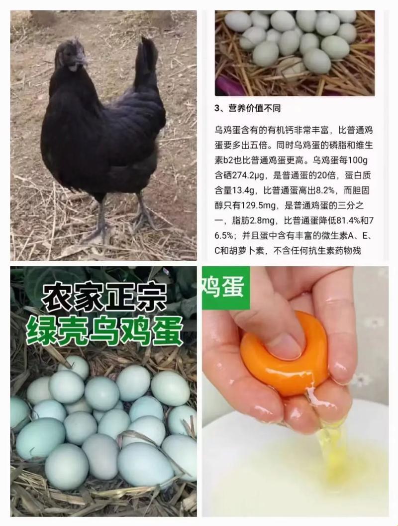 乌鸡蛋，异味大到让你“闻”风丧胆？