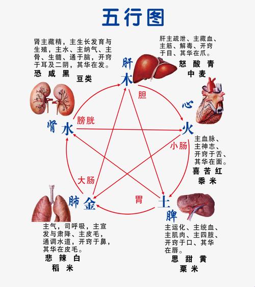 “五行内脏，妙趣横生：趣谈人体五行奥秘”