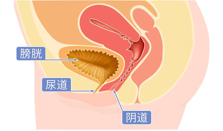 “尿道口的那点事儿：一截尿的幽默误解”