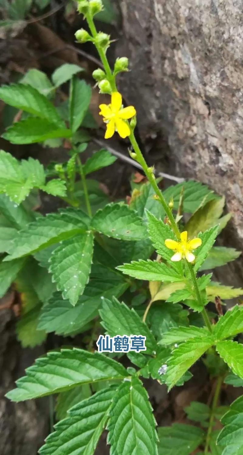 仙鹤草“奇”方，脾虚患者的“笑”药